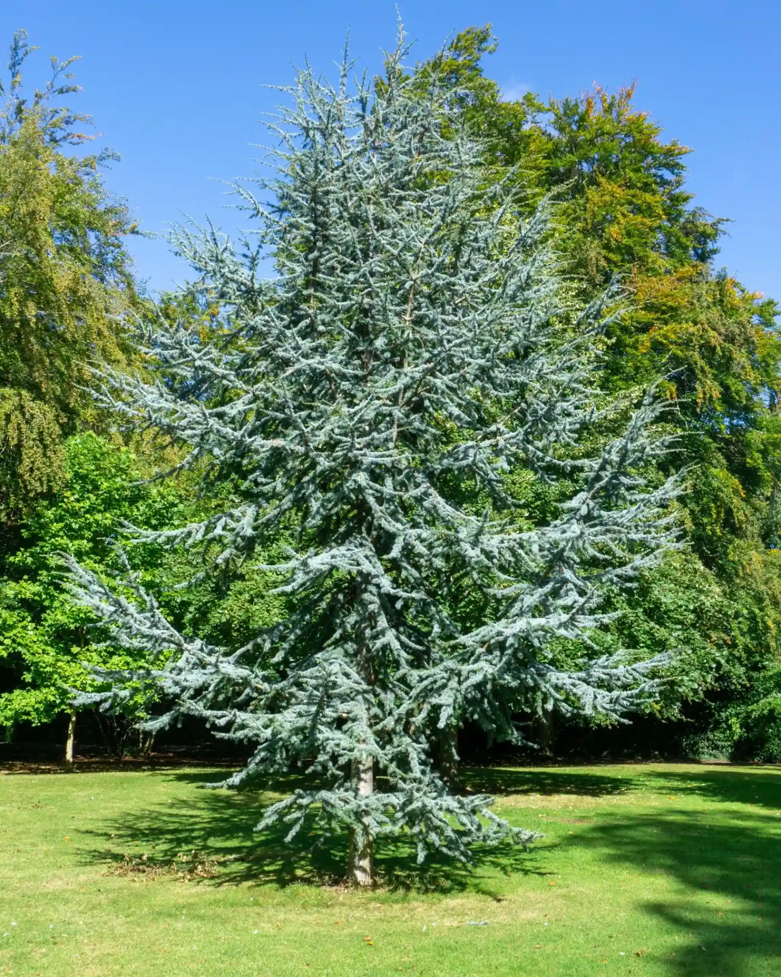 cedrus atlantica glauca tree in a snowy area